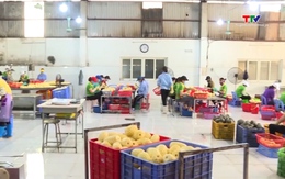 Xuất khẩu rau quả tăng trưởng tích cực