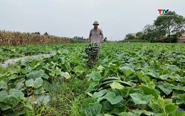 Nông nghiệp an toàn – Hướng đi nâng cao giá trị nông sản Thanh Hóa