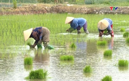 Sử dụng thuốc trừ cỏ cho lúa vụ mùa
