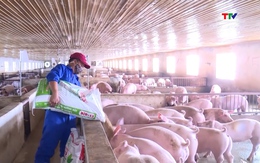 Giá lợn hơi duy trì ổn định sau những đợt giảm giá cục bộ