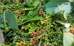 Xuất khẩu hồ tiêu tăng mạnh