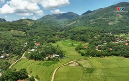 Hương rừng Thạch Lập