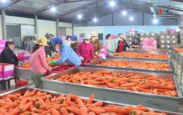 Nâng cấp chuỗi giá trị để nông sản Việt giữ thị phần tại Trung Quốc