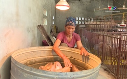 Xã Nga Thắng chủ động phòng chống dịch bệnh cho gia súc, gia cầm 