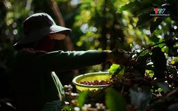 Buôn Ma Thuột nằm trong top 15 điểm đến ẩm thực tuyệt vời nhất thế giới 2026