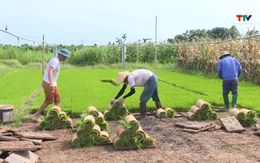 Chủ động các điều kiện cho sản xuất vụ Thu Mùa