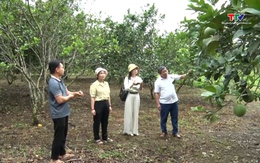 Vượt khó làm giàu trên quê hương