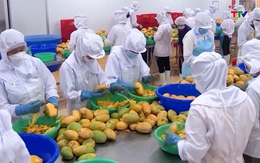 Rau quả Việt Nam duy trì đà tăng trưởng ấn tượng