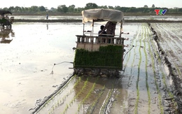 Phường Đông Quang ứng dụng công nghệ cao vào sản xuất lúa