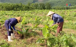 Thanh Hóa có hơn 490 ha cây trồng được sản xuất theo hướng hữu cơ