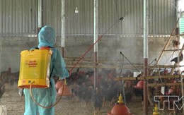 Huyện Vĩnh Lộc chủ động phòng chống dịch cúm A/H5N6
