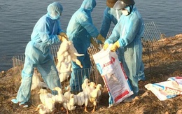 Hải Phòng tiếp tục tiêu hủy gần 7.000 con vịt nhiễm cúm A/H5N6