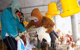 Dịch cúm A/H5N6 tái bùng phát tại làng chăn nuôi lớn nhất tỉnh Nghệ An