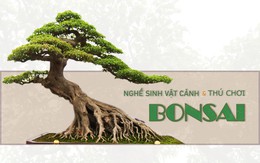 Nghề làm sinh vật cảnh và bonsai