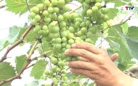Phim khoa giáo: Phát triển mô hình trồng nho ngoại