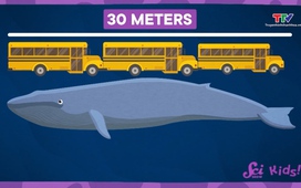 Thiếu nhi: Cá voi xanh - Người khổng lồ của biển cả