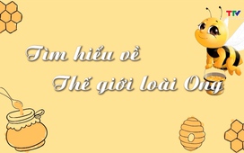 Thiếu nhi: Tìm hiểu thế giới loài Ong