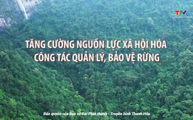 Phóng sự: Tăng cường nguồn lực xã hội hóa công tác quản lý, bảo vệ rừng