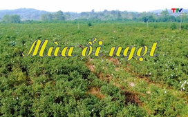 Thanh Hóa - Đi để yêu ngày 25/12/2025