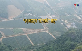 Ký sự: Vị ngọt từ đất mẹ