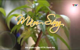 Phim tài liệu: Mầm sáng