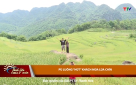 Thanh Hóa ngày mới ngày 31/5/2025