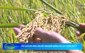 Bản tin Nông nghiệp nông thôn ngày 27/9/2025