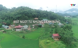 Tạp chí Dân tộc miền núi: Mật ngọt từ những cánh rừng