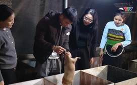 Chuyên mục Dân tộc miền núi: Chàng trai vùng biên khởi nghiệp từ nuôi dúi