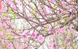 Bản tin Thời sự 9h ngày 02/02/2026