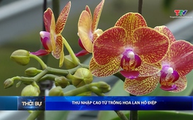 Bản tin Thời sự trưa 02/02/2026