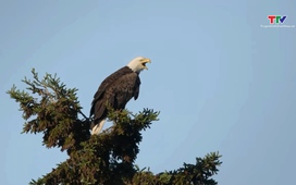 Thiếu nhi: Những thợ săn trên bầu trời ở hồ Brasd’Or