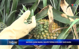 Bản tin Thời sự trưa 12/6/2026 
