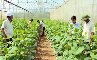 Thanh Hóa với chính sách phát triển nông nghiệp công nghệ cao