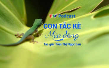 Truyện ngắn "Con tắc kè mùa đông" | Trần Thị Ngọc Lan | TTV Podcast