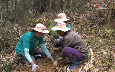 Hoa hậu Hoàn vũ Việt Nam tham gia trồng rừng tại Khu bảo tồn Thiên nhiên Xuân Liên, huyện Thường Xuân