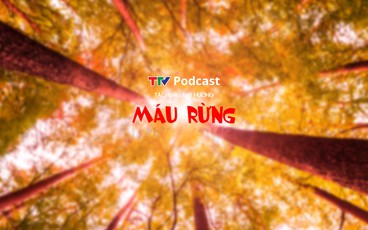 Truyện ngắn "Máu rừng" | Mai Hương | TTV Podcast