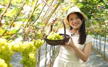 Khám phá vườn nho Sơn Trang