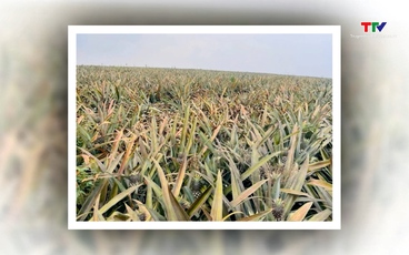 Xác định nguyên nhân bước đầu khiến 500 ha dứa bỗng nhiên héo úa, chết hàng loạt