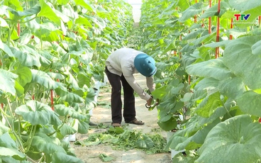 Thanh Hóa có 195 Hợp tác xã nông nghiệp  ứng dụng công nghệ cao