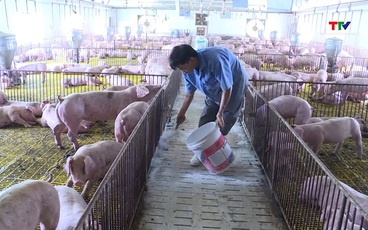 Chủ động phòng chống dịch bệnh trên đàn gia súc, gia cầm