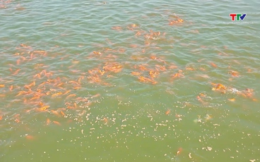 Làng nghề nuôi cá chép Lưu Vệ vào vụ Tết