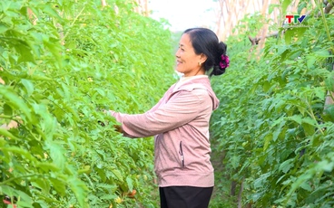 Nông dân Quảng Bình thu hoạch cây rau màu phục vụ thị trường Tết