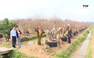 Xã Thọ Phú chuẩn bị cho hội chợ đào Tết 2026