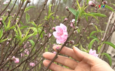 Nhộn nhịp làng trồng đào, quất ngày giáp Tết    