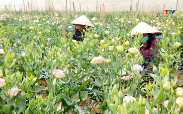 Người dân Đông Cương tất bật vào vụ Tết