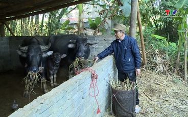 Bảo vệ đàn gia súc trong mùa rét