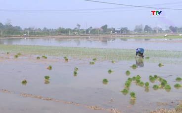 Triển khai các giải pháp đảm bảo nước cho sản xuất vụ chiêm xuân 2026