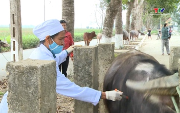 Bảo đảm 100% gia súc, gia cầm thuộc diện tiêm được tiêm phòng 