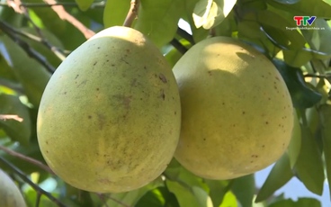 Nâng cao giá trị nông sản bằng “hộ chiếu” Mã số vùng trồng